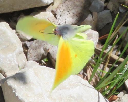 Réf. 282 788 : Gonepteryx cleopatra
